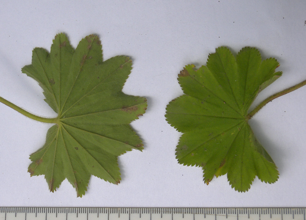 Изображение особи Alchemilla microdonta.
