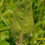 Trommsdorffia ciliata