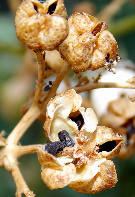 Image of Ruta graveolens specimen.