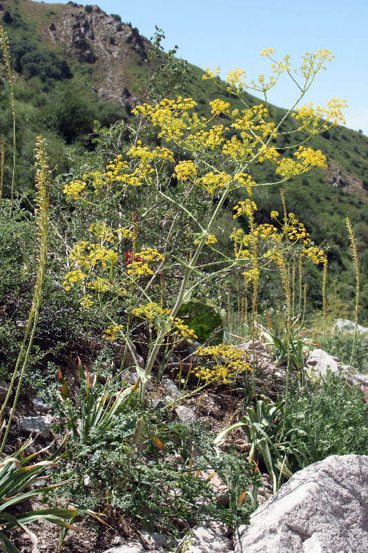 Изображение особи Ferula samarkandica.