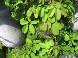 Akebia quinata
