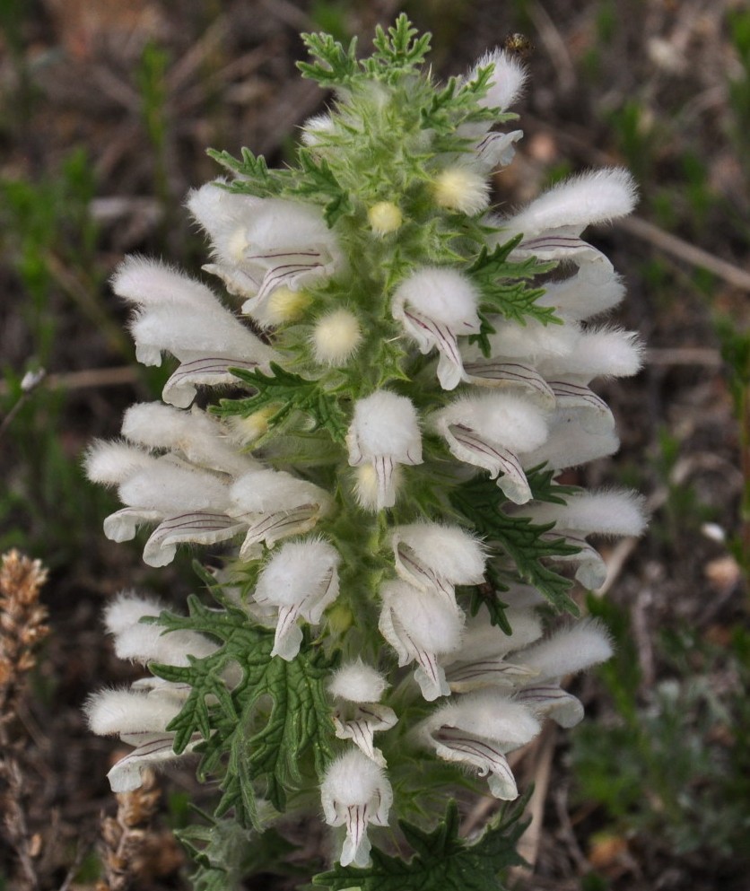 Image of Panzerina lanata specimen.