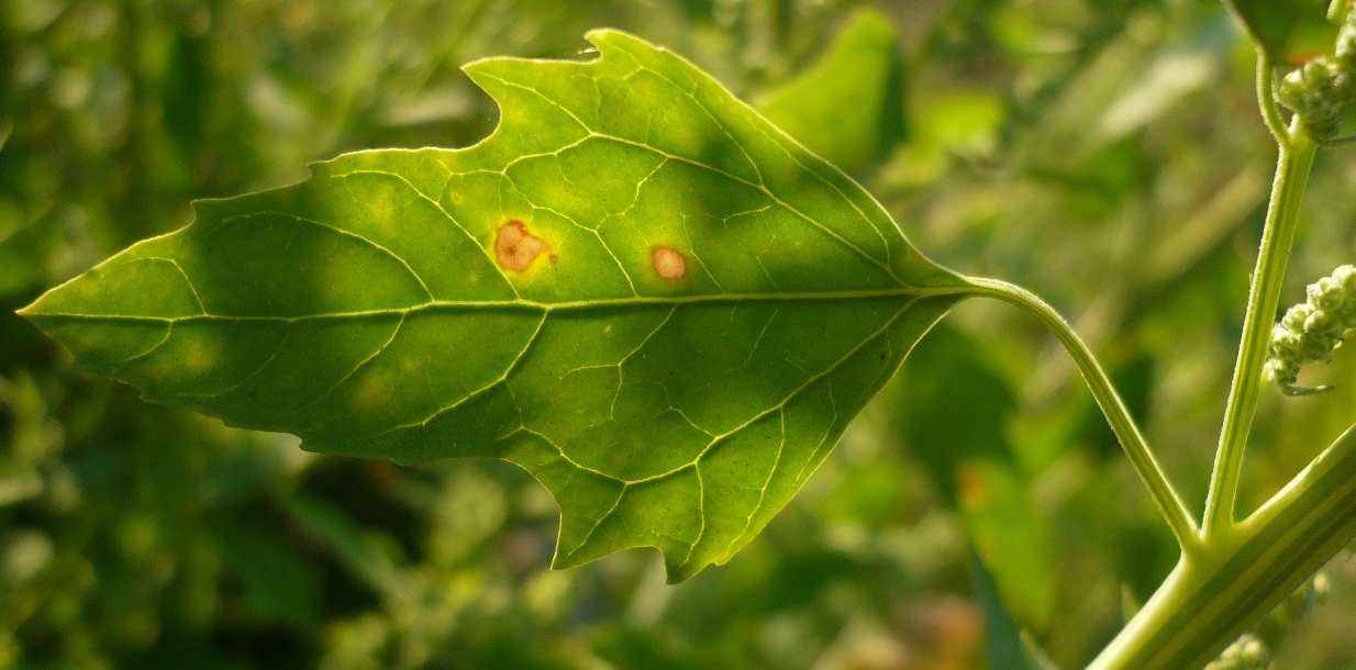 Изображение особи Chenopodium album.