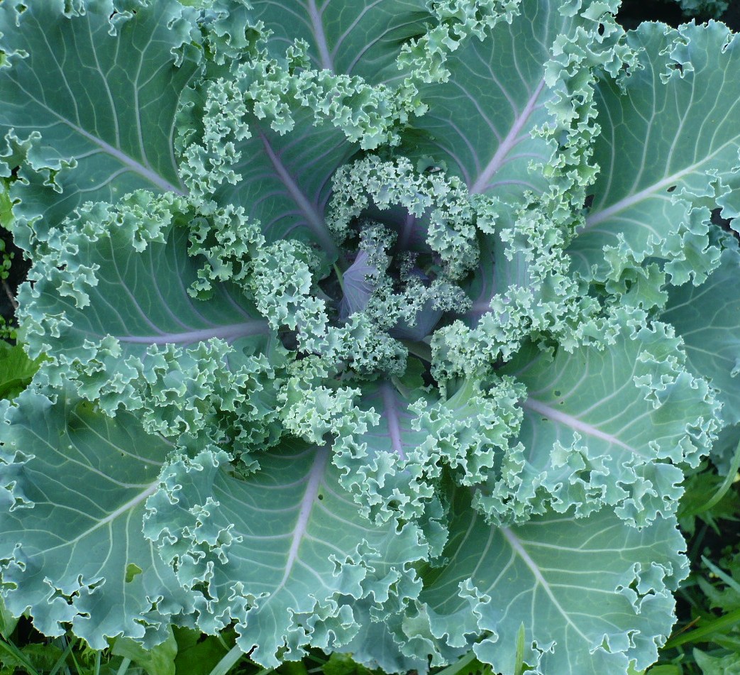 Изображение особи Brassica oleracea var. viridis.