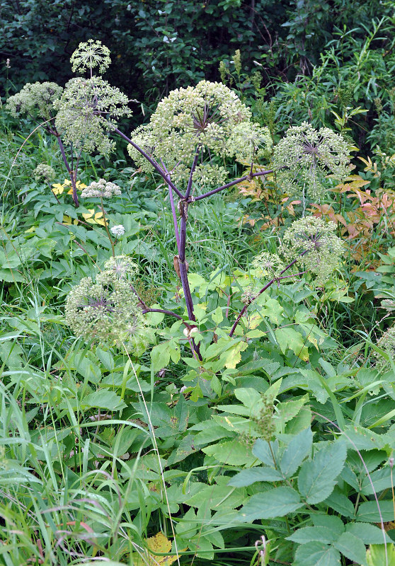 Изображение особи Archangelica officinalis.