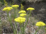 Helichrysum maracandicum. Верхушки цветущих растений. Казахстан, Жамбылская обл., предгорья Таласского Алатау, каньон Коксай, 1700 м н.у.м. 14 июня 2012 г.