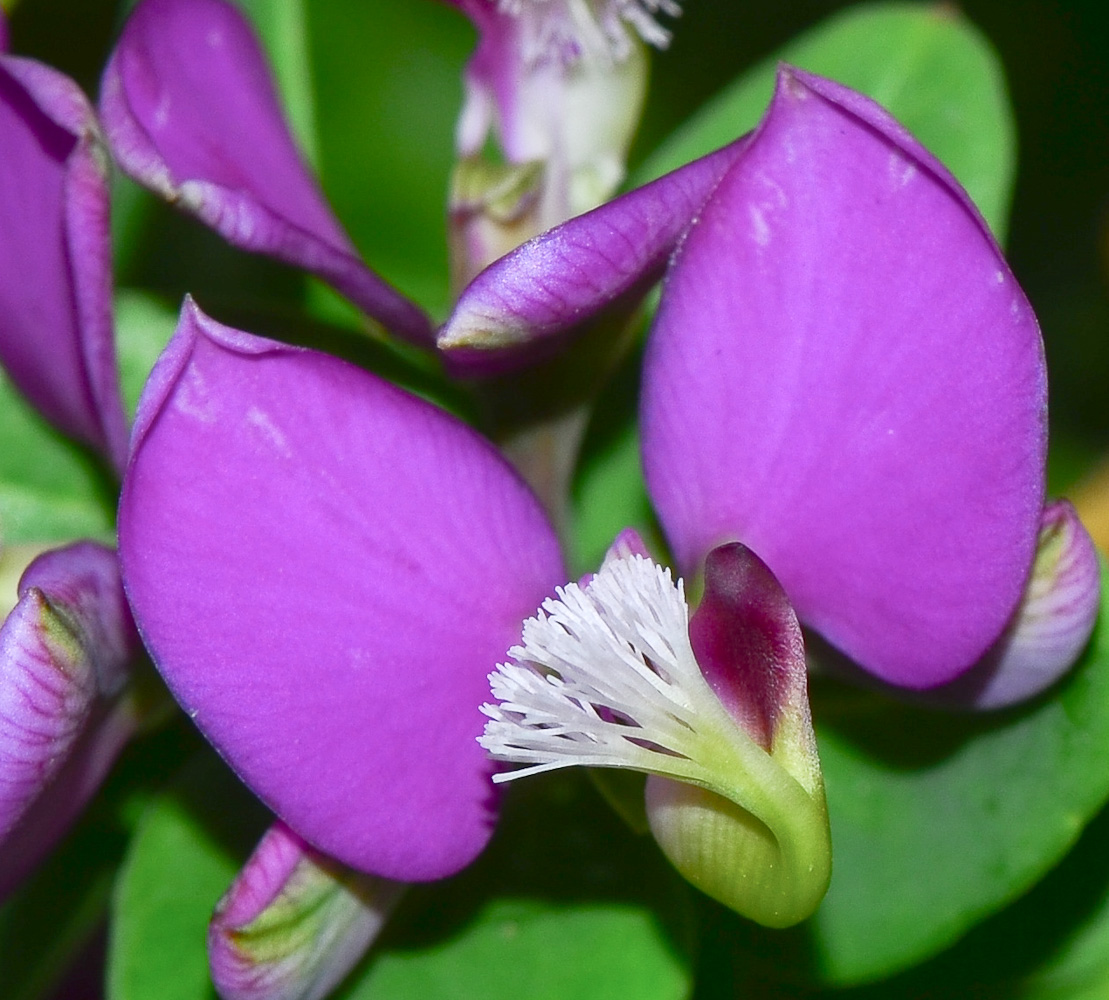 Изображение особи Polygala myrtifolia.