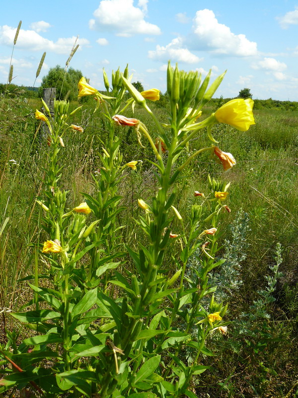 Изображение особи Oenothera biennis.