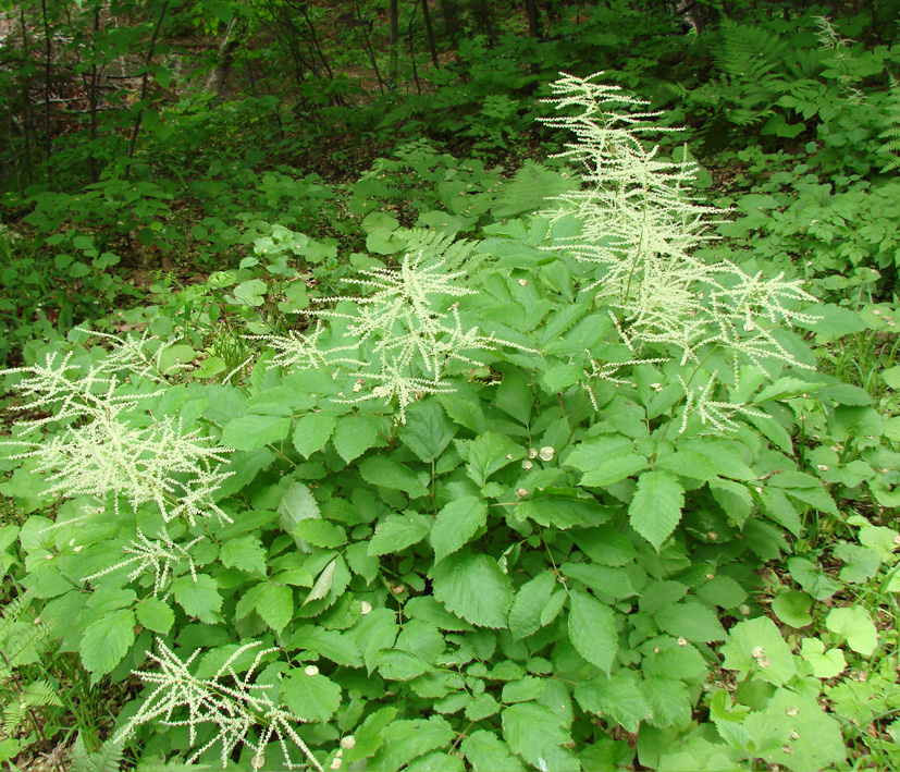 Изображение особи Aruncus dioicus.