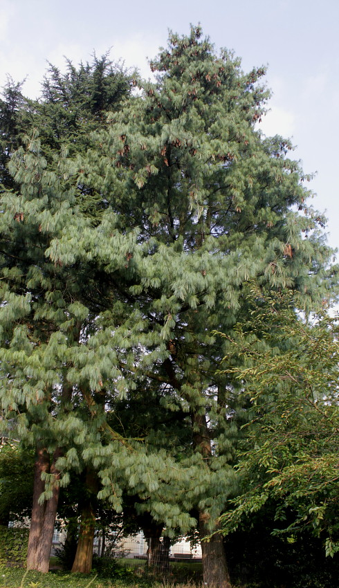 Image of Pinus wallichiana specimen.