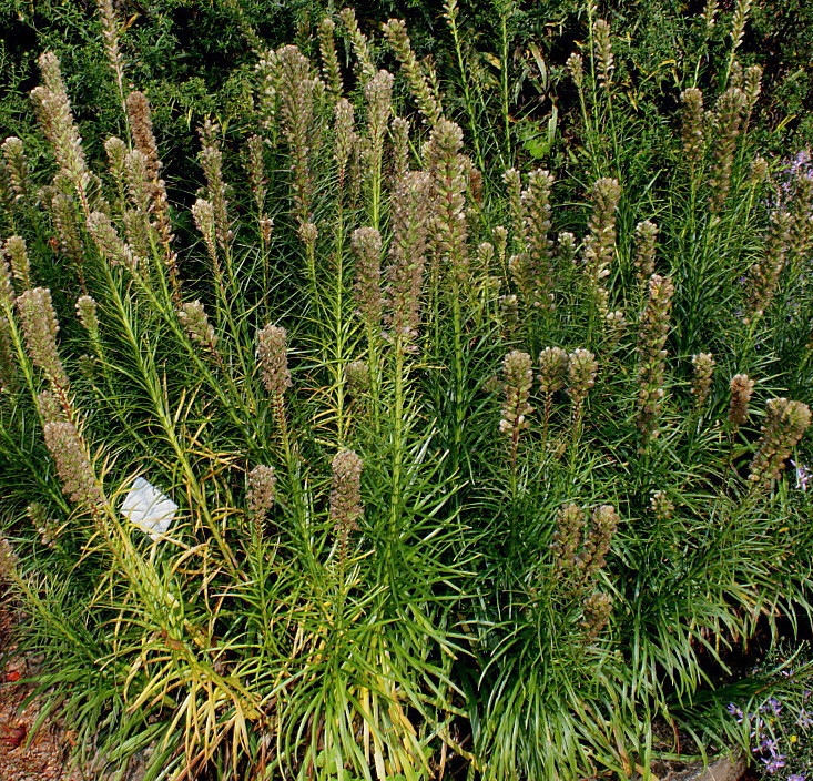 Image of Liatris spicata var. montana specimen.