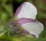 Hibiscus trionum. Цветок. Германия, г. Крефельд, Ботанический сад. 06.09.2014.