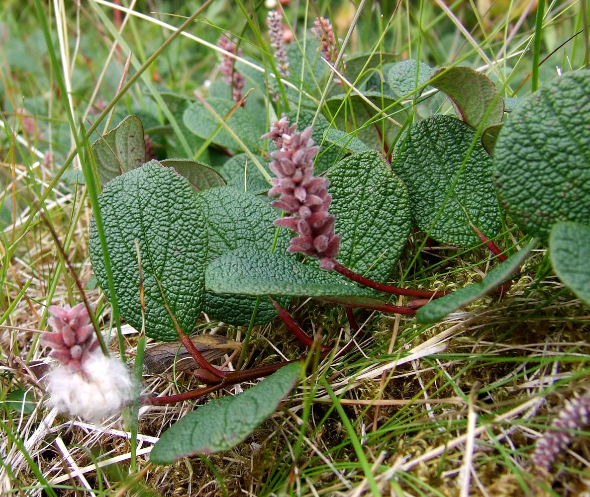 Изображение особи Salix reticulata.