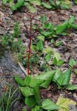 Bergenia crassifolia. Плодоносящее растение. Бурятия, южная часть Баргузинского хребта, берег ручья Снежного. 15.07.2009.
