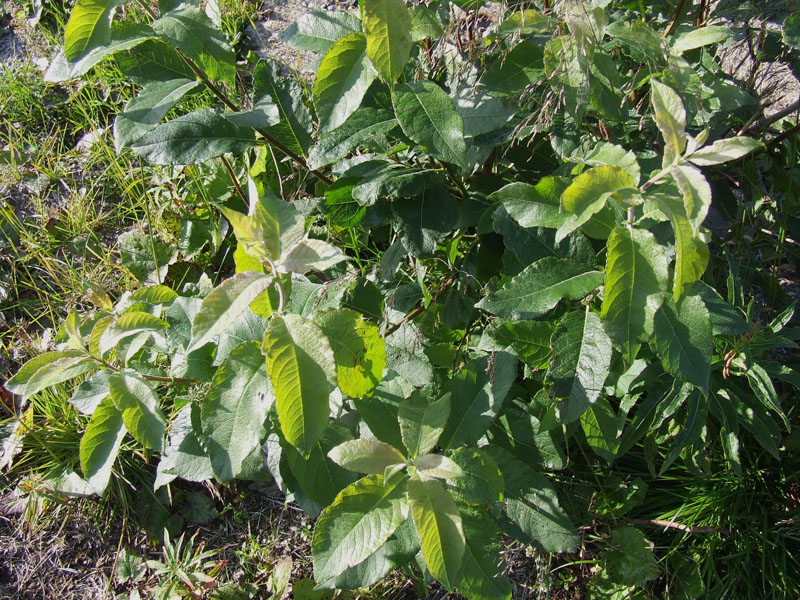 Image of Salix × laurina specimen.