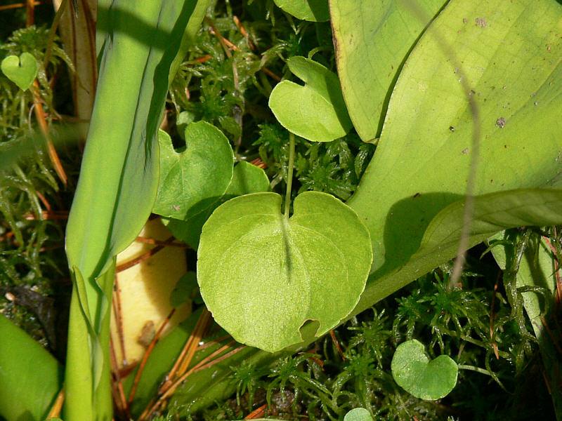 Image of Viola hultenii specimen.