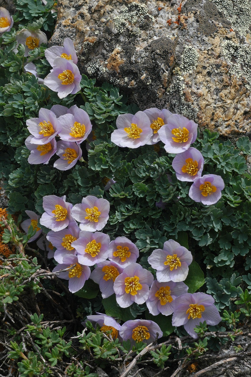 Image of Paraquilegia anemonoides specimen.