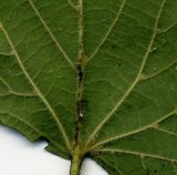 Tilia cordifolia. Часть листа (вид снизу; чёрные пятна - грибковые поражения). Курская обл., г. Железногорск, в культуре. 29 сентября 2009 г.