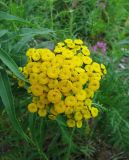 Tanacetum boreale