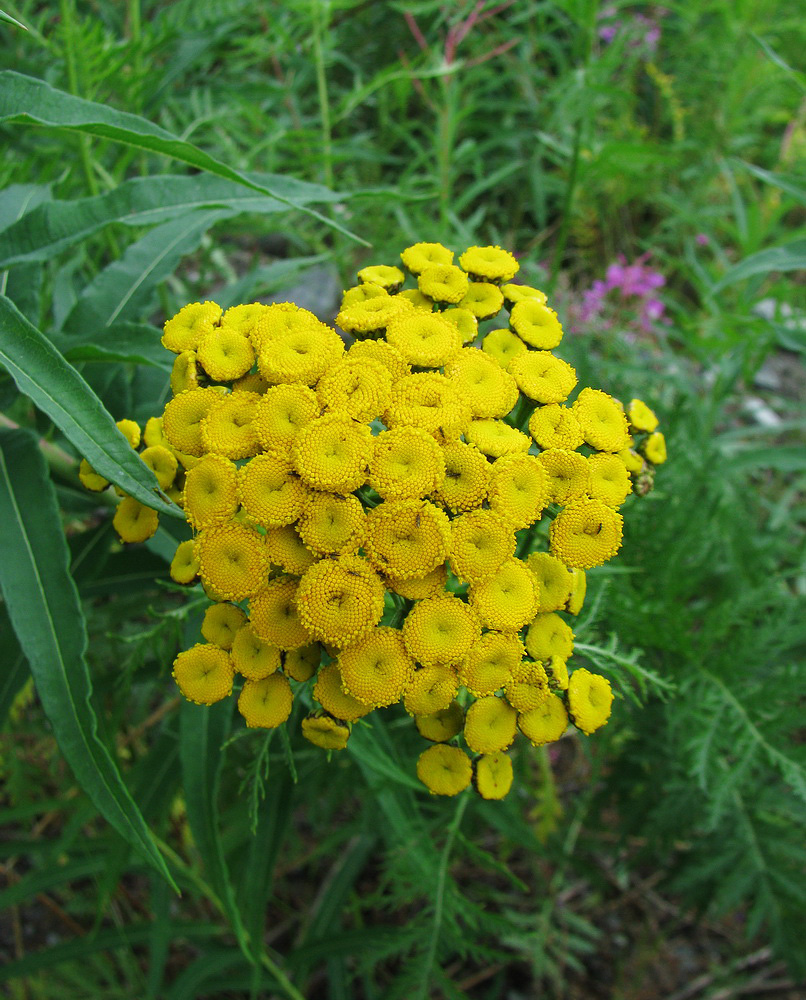 Изображение особи Tanacetum boreale.