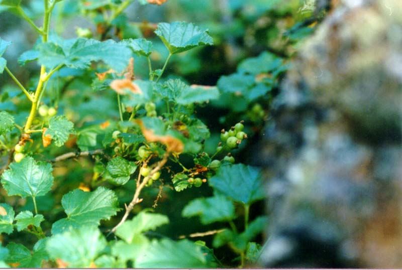 Image of Ribes fragrans specimen.