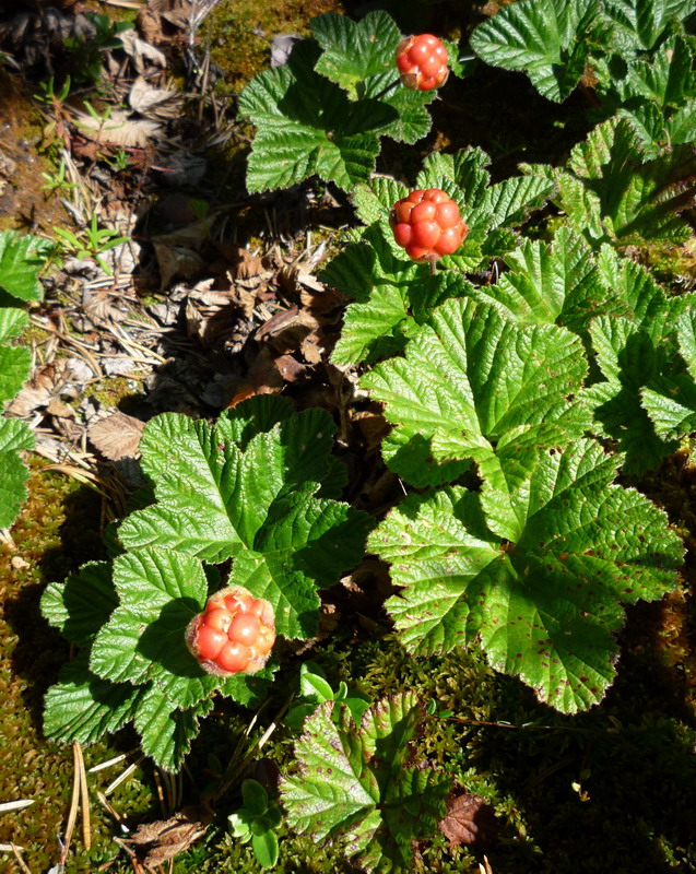 Изображение особи Rubus chamaemorus.