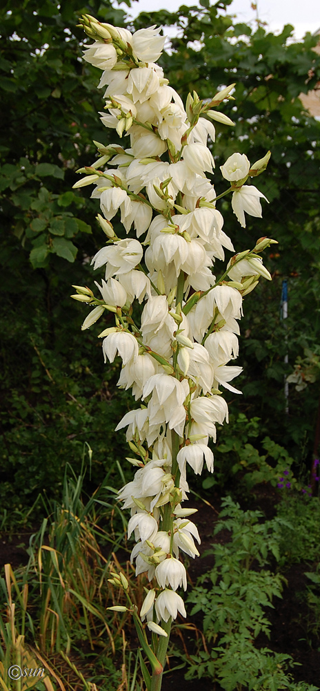 Изображение особи Yucca gloriosa.