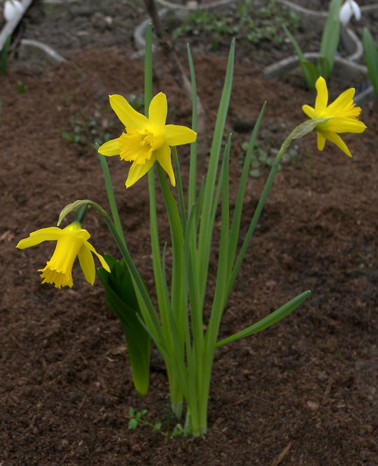 Изображение особи Narcissus munozii-garmendiae.