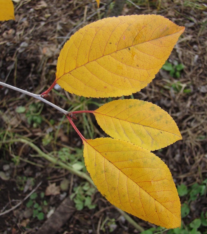 Image of genus Cerasus specimen.