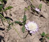 Lomelosia songarica