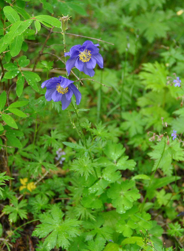 Изображение особи Aquilegia glandulosa.