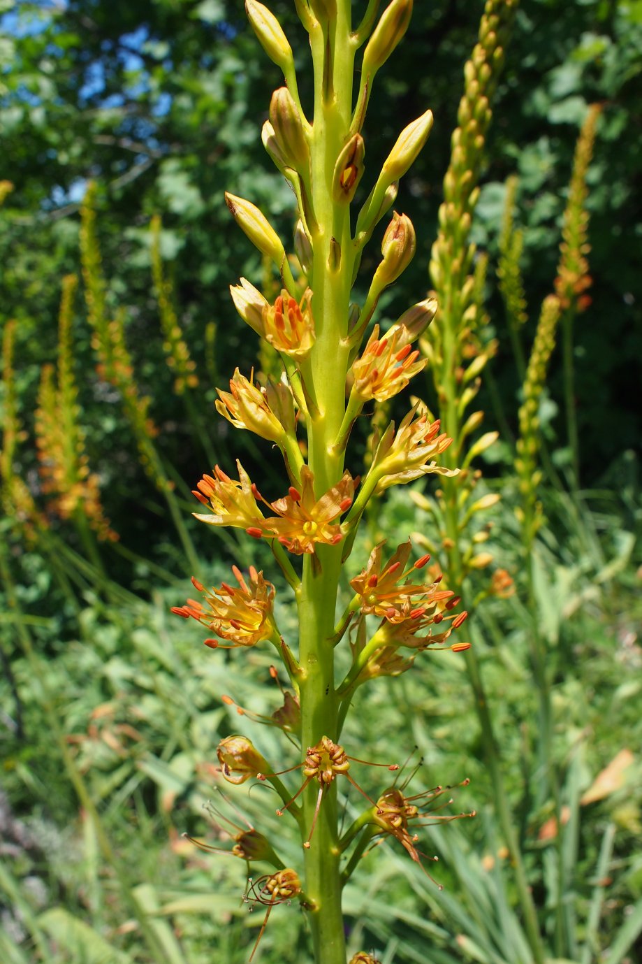 Изображение особи Eremurus jungei.