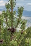 Pinus mugo. Часть ветви с шишками. Черногория, нац. парк Дурмитор, пояс зарослей Pinus mugo. 15.10.2014.
