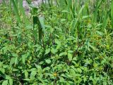 Bidens frondosa. Верхушка цветущего растения. Московская обл., Шатурский р-н, окр. пос. Туголесский Бор, берег озера. 08.08.2014.
