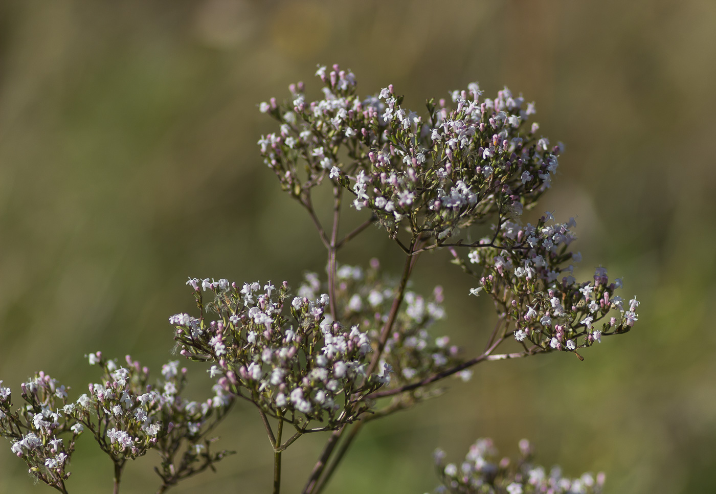 Изображение особи Valeriana wolgensis.