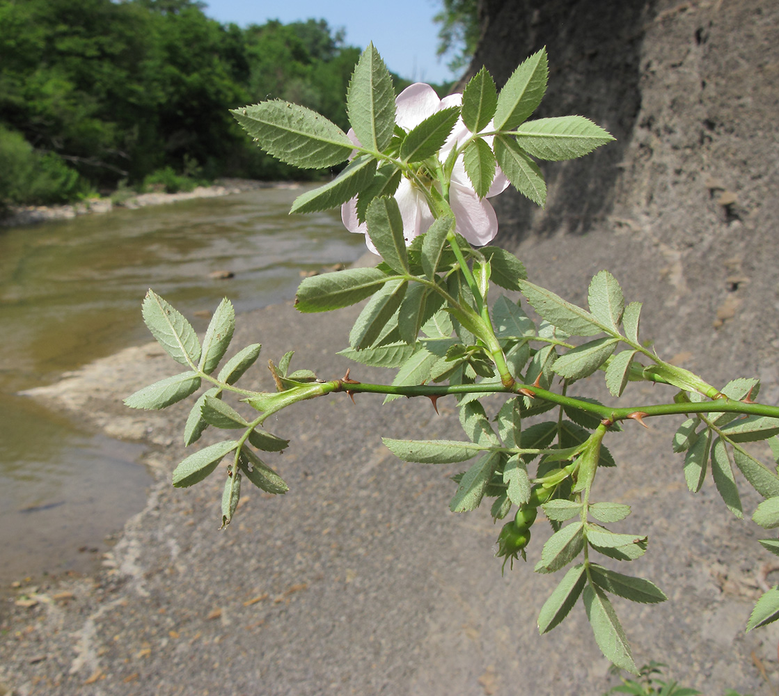 Image of Rosa corymbifera specimen.