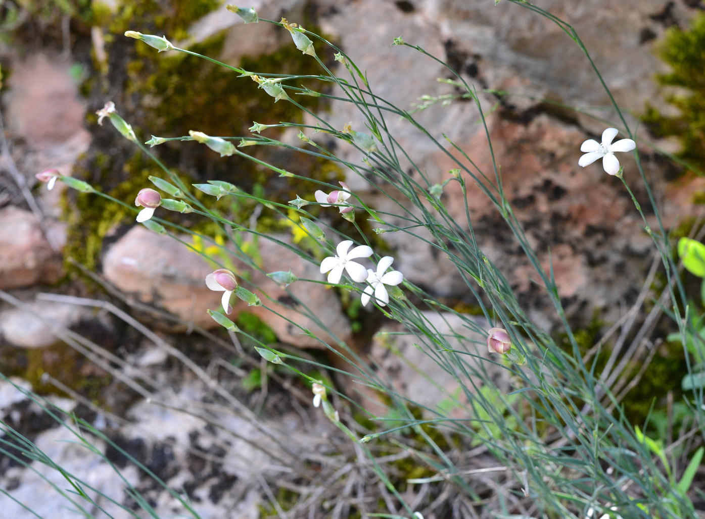 Изображение особи Dianthus marschallii.