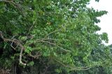 Intsia bijuga. Ветви взрослого дерева. Андаманские острова, остров Хейвлок, прибрежный лес. 30.12.2014.