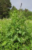 Delphinium flexuosum