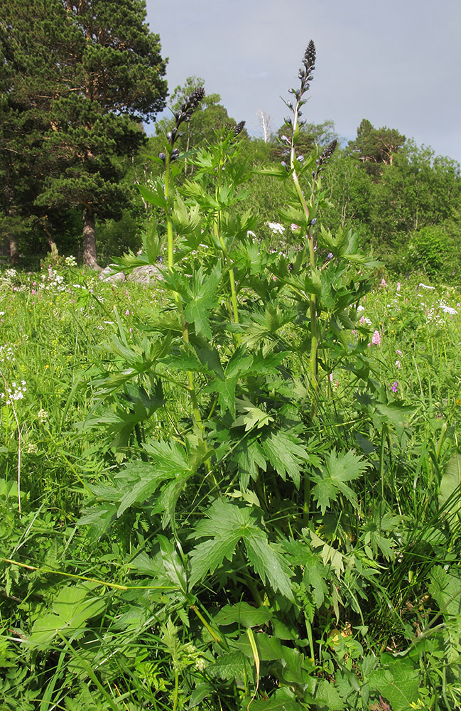 Image of Delphinium flexuosum specimen.