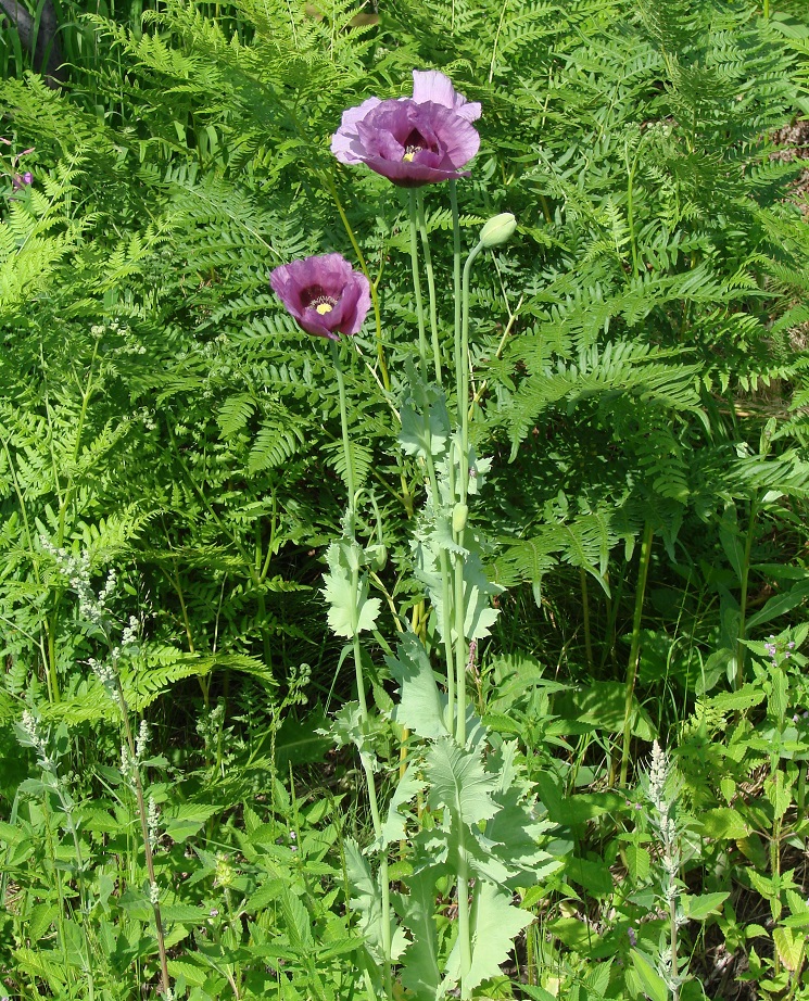 Изображение особи Papaver somniferum.