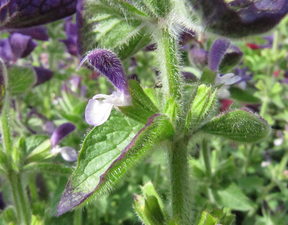 Изображение особи Salvia viridis.