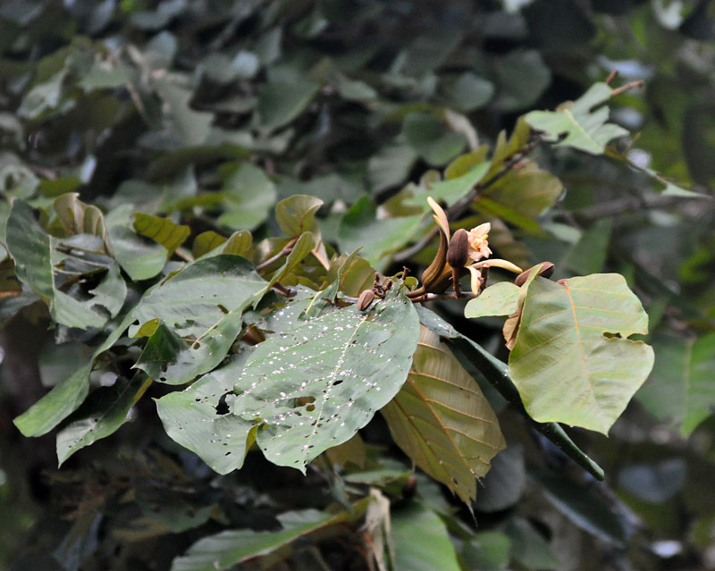 Image of Pterospermum diversifolium specimen.