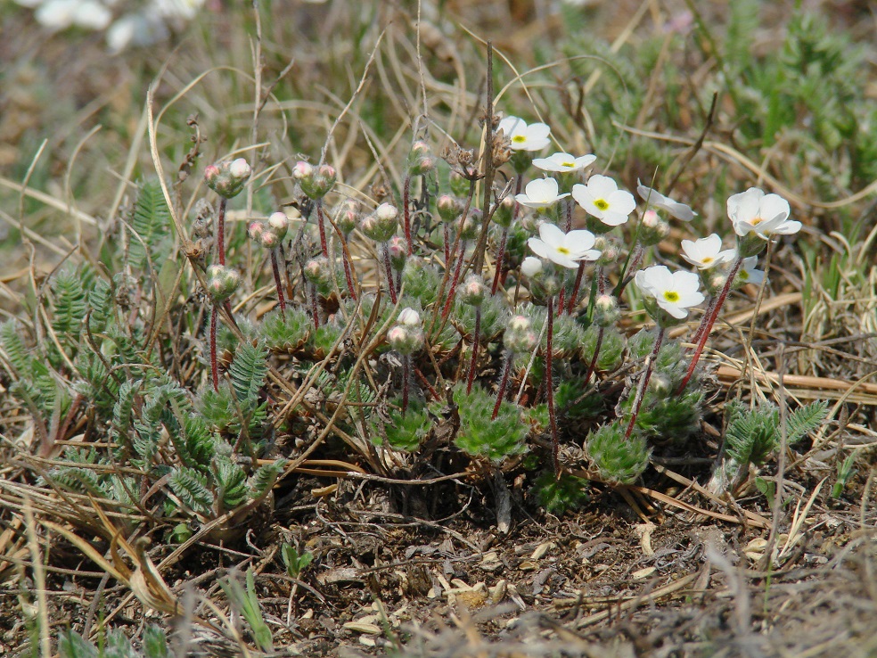 Image of Androsace incana specimen.