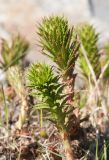 Rhodiola linearifolia