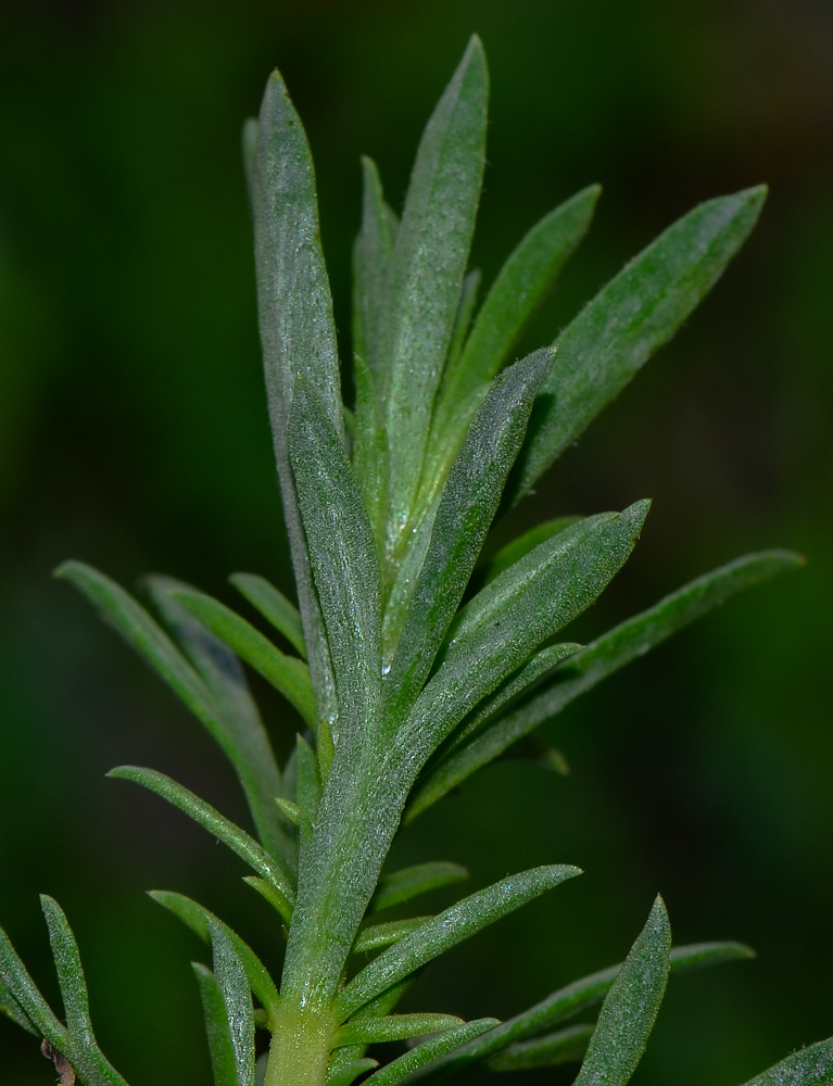 Image of Artemisia monosperma specimen.
