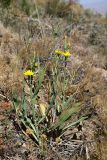 Scorzonera turkestanica