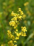 Galium verum. Верхушка соцветия. Кыргызстан, Нарынская обл., левый берег р. Нарын, окр. с. Ак-Булун, I надпойменная терраса. 05.01.72015.