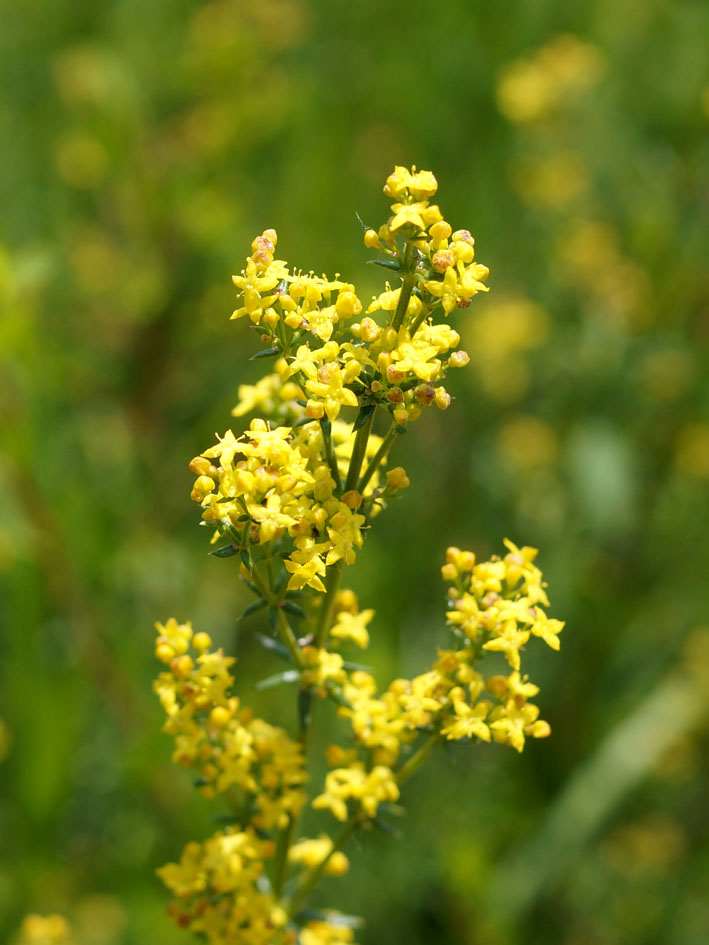 Изображение особи Galium verum.