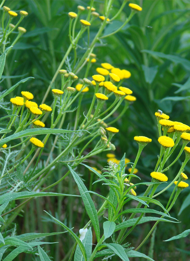 Изображение особи Tanacetum boreale.